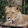 zoo lešná
