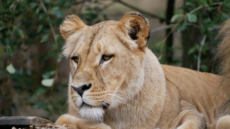 zoo lešná