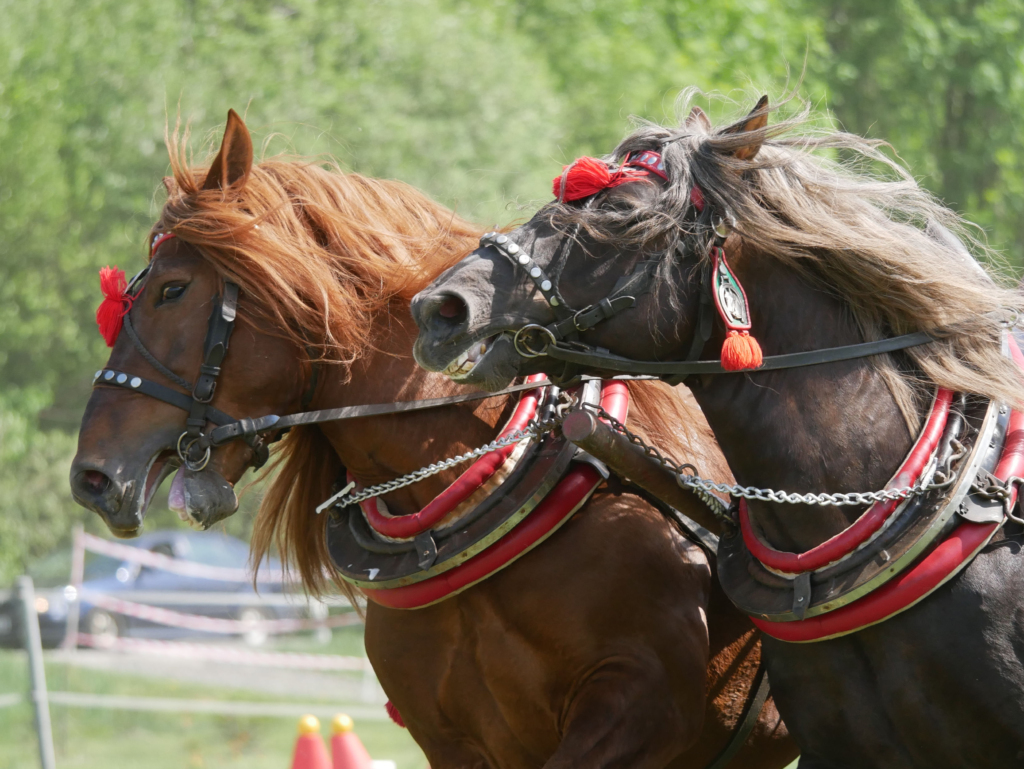 XXV. ročník výstavy koní na Valašsku