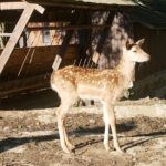 Penzion Obora - Dovolená na Valašsku