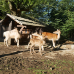 Penzion Obora