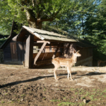 Penzion Obora