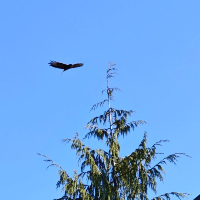 Tento týden se počasí opravdu povedlo. 🐦

#beskydy #valassko #roznovpodradhostem