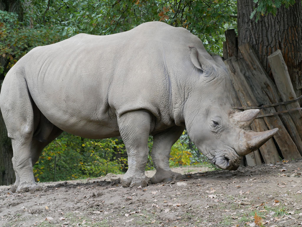 zoo lešná