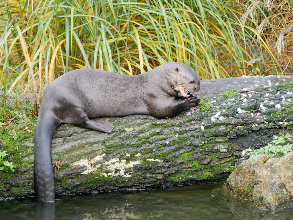 zoo lešná otevírací doba